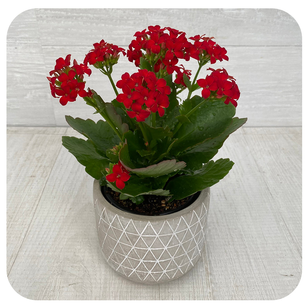 Calandiva/ Kalanchoe Double Flowers