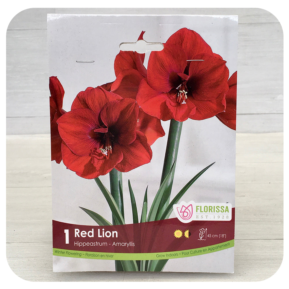 Amaryllis Red Lion