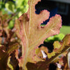 Lettuce Red Oak Leaf - Organic