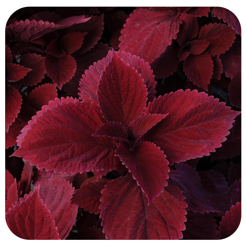 Coleus