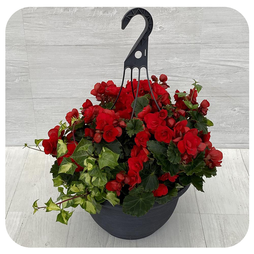 Rieger Begonia Hanging Basket Red Davenport Garden Centre