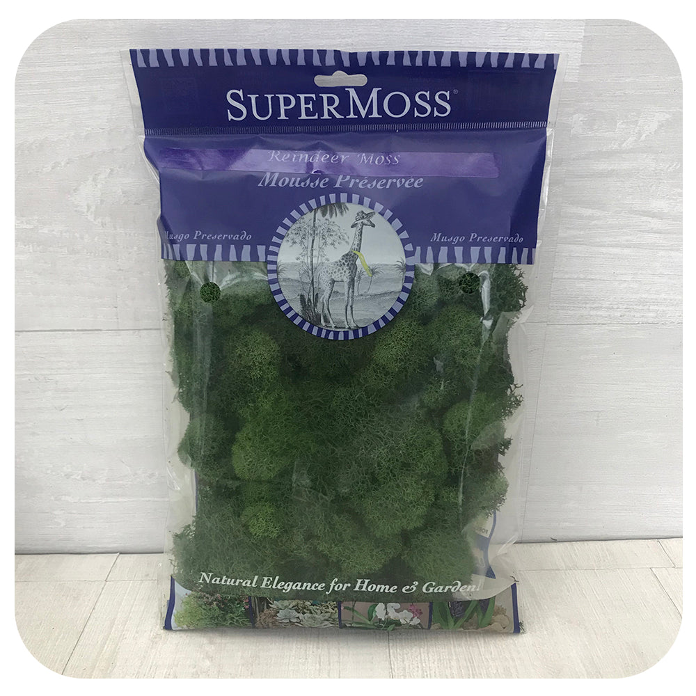 Reindeer Moss