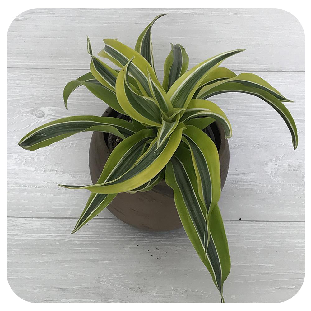 dracaena dragon lemon surprise Dracaena Dragon Lemon Surprise