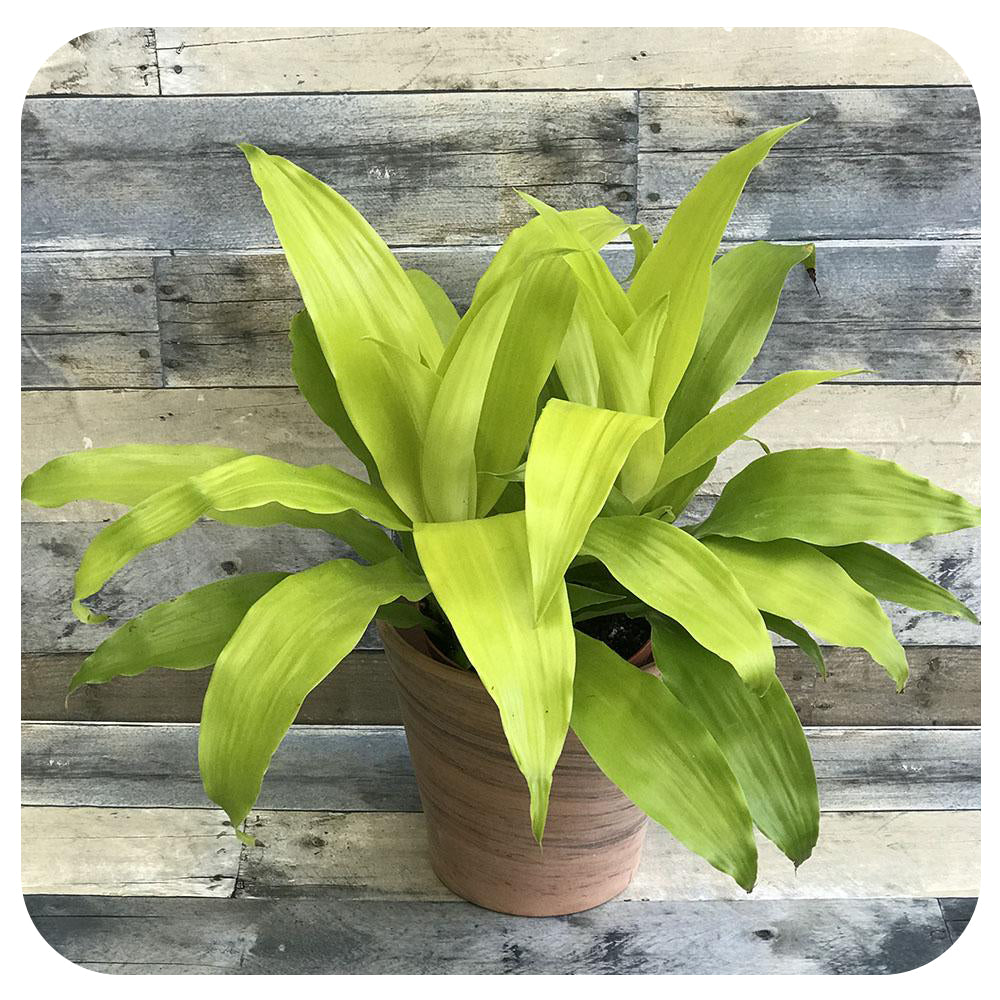 dracaena centre Dracaena Limelight