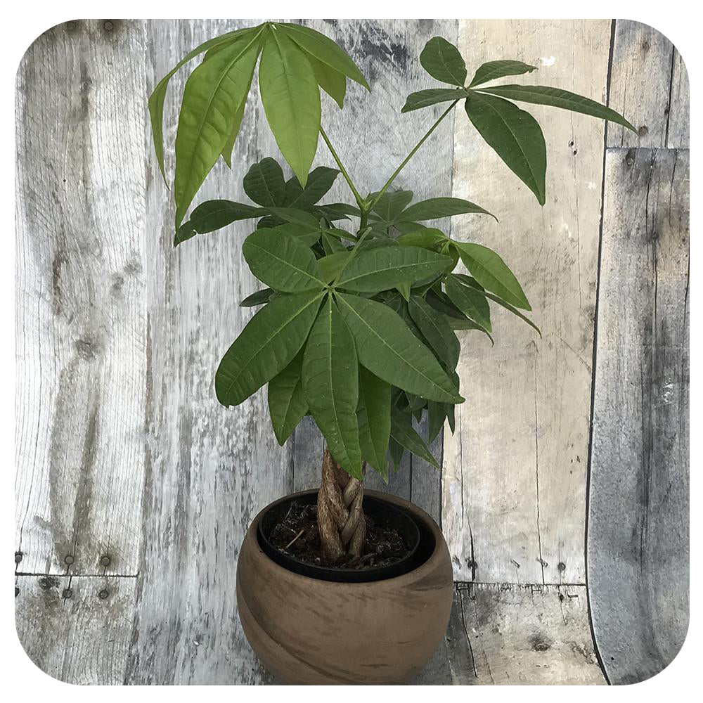 Money Tree (Pachira aquatica)