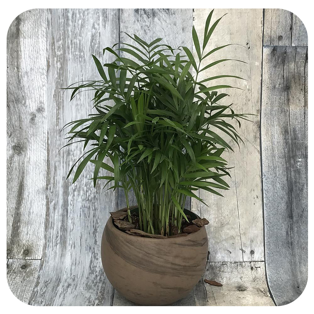 Neanthe Bella Palm (Parlour Palm)