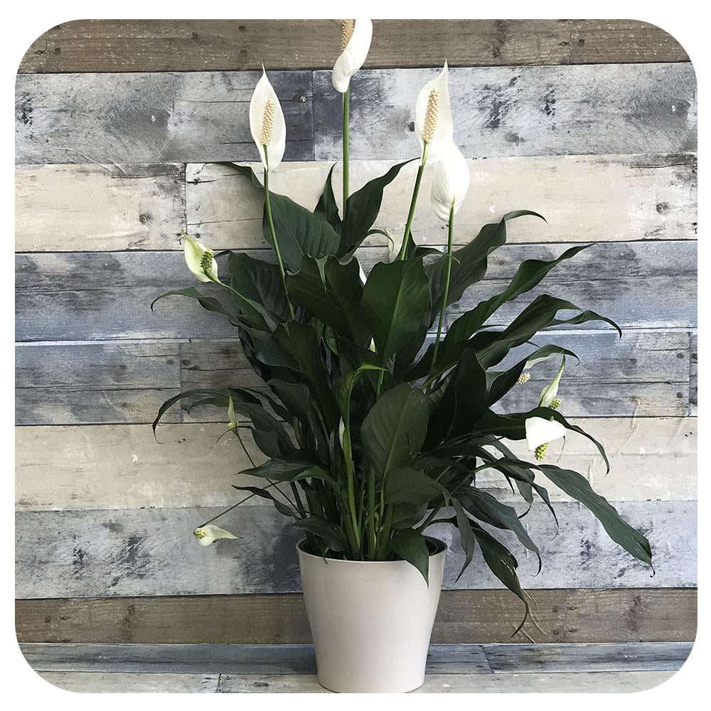 Peace Lily (Spathiphyllum)