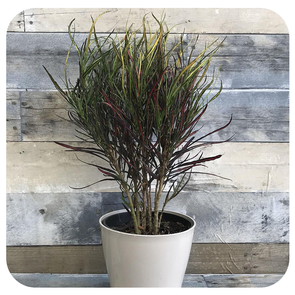 Croton Paintbrush 'Picasso'