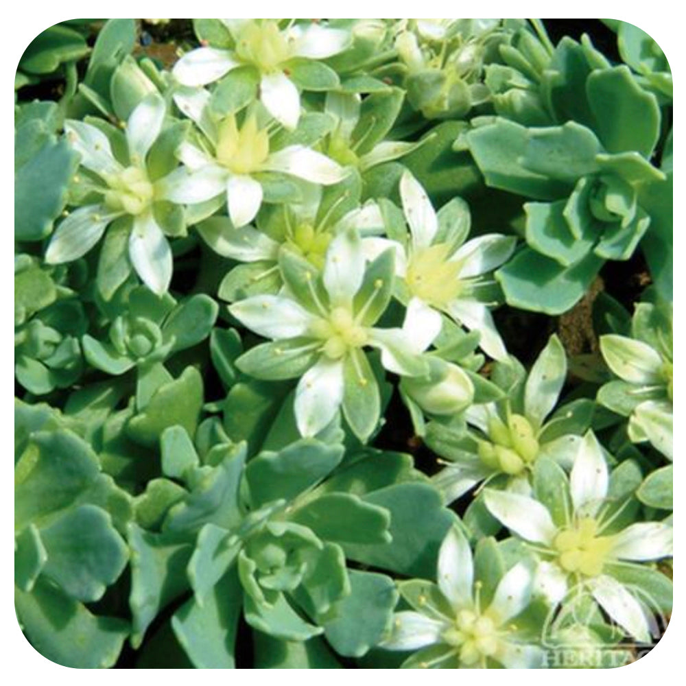 Rhodiola Pachyclados