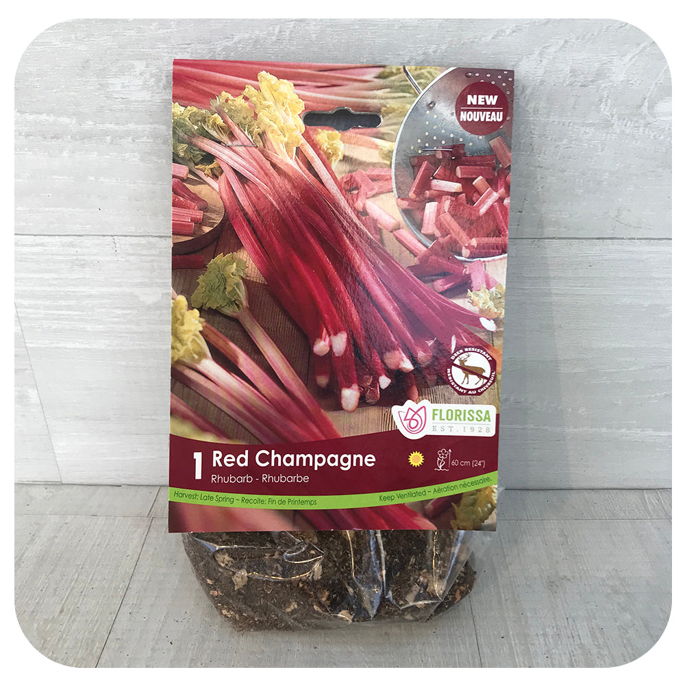 Rhubarb Red Champagne