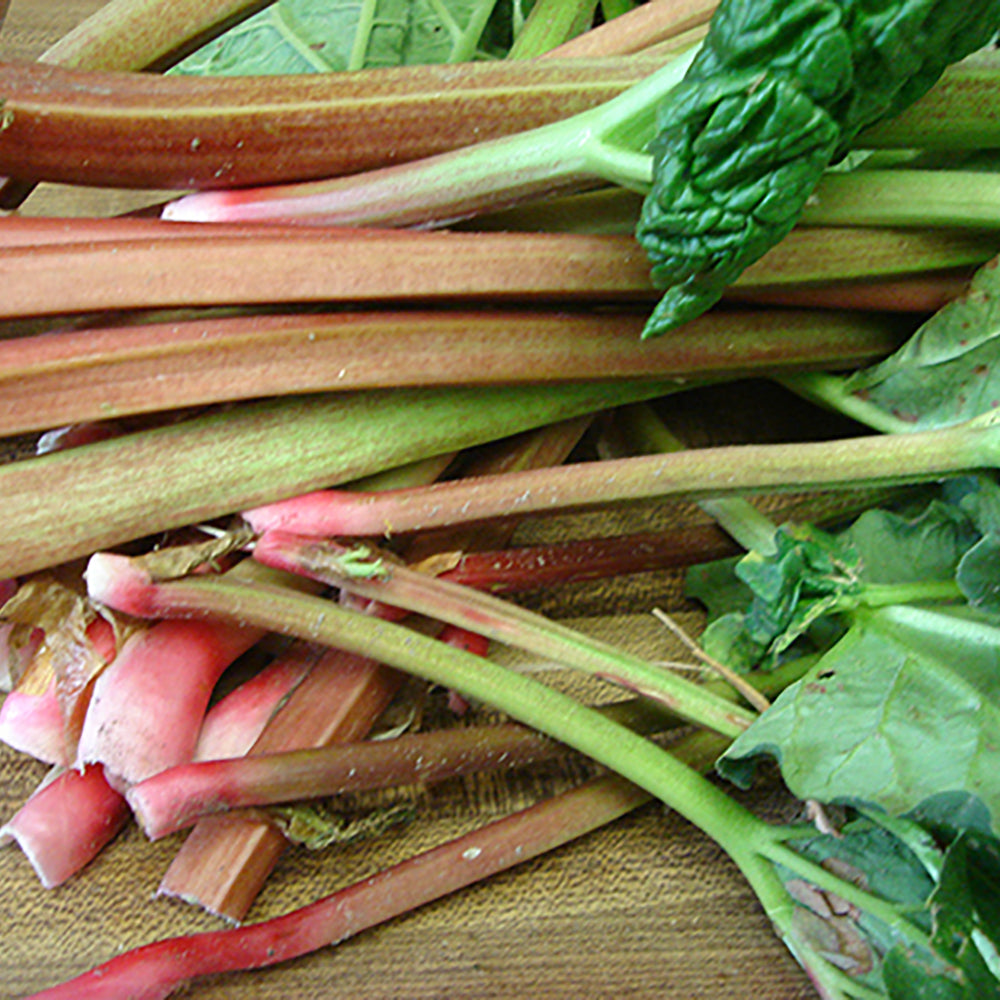 Rhubarb Canada Red
