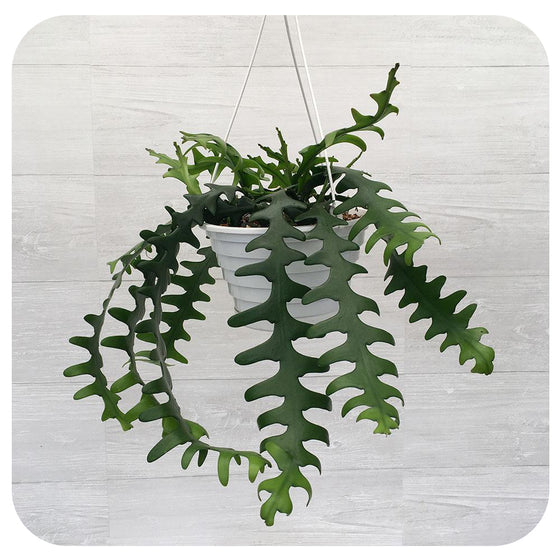 Cactus 'Ric Rac' Hanging Basket