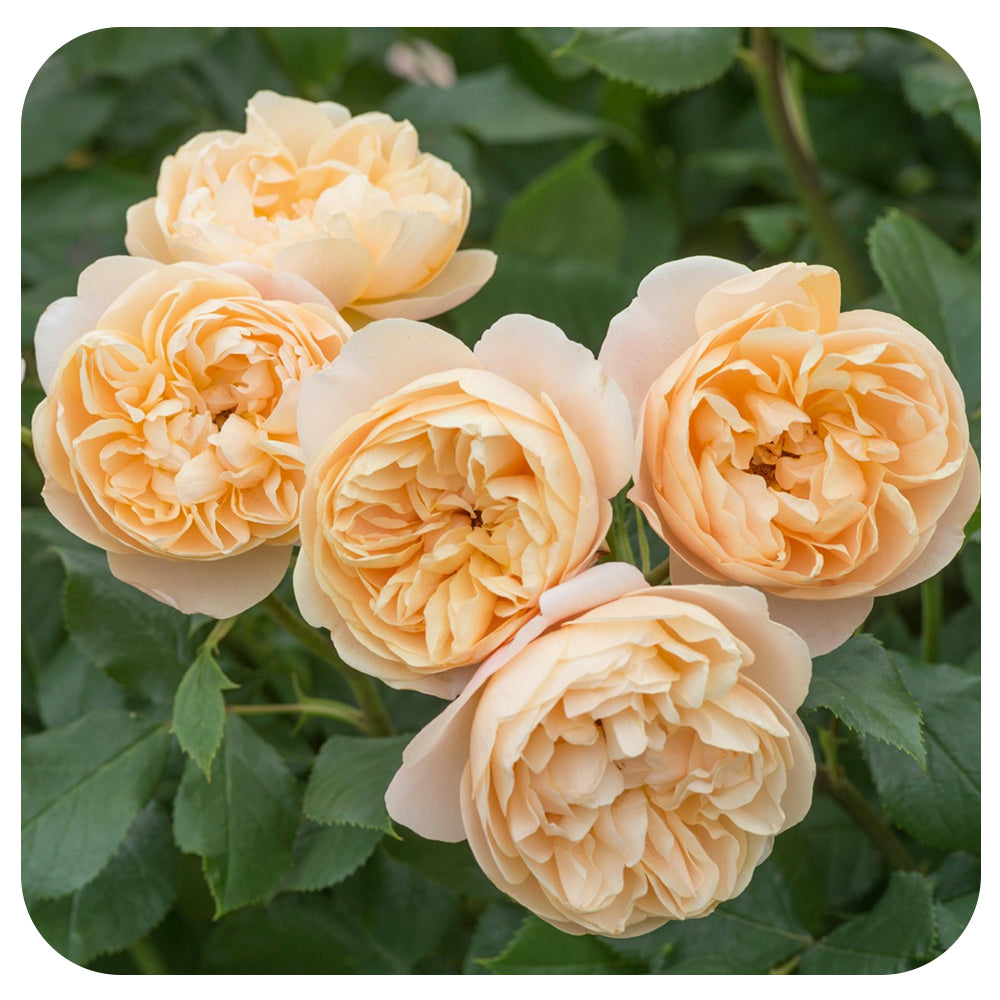 Roald Dahl Rose by David Austin