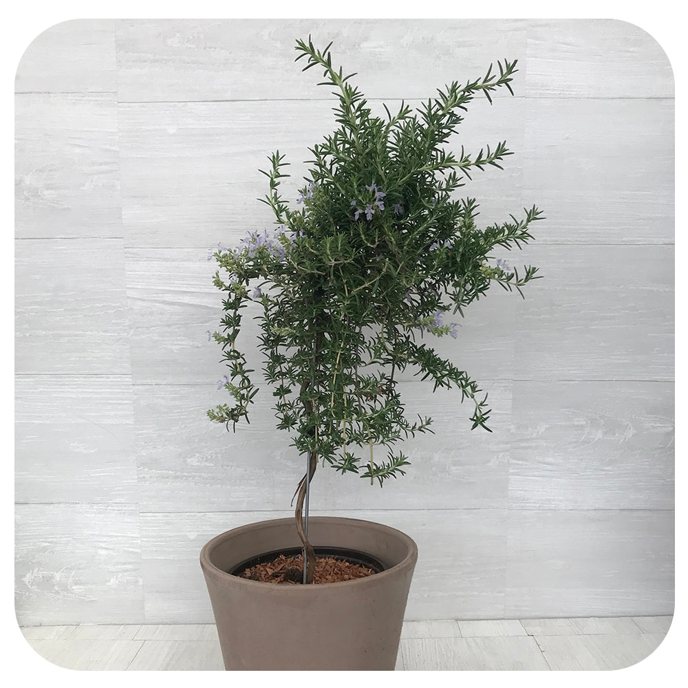 Rosemary Topiary
