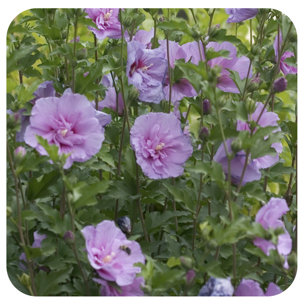 lavender chiffon rose of sharon tree Rose of Sharon 'Lavender Chiffon' by Proven Winners
