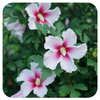 Rose of Sharon 'Paraplu Pink Ink' by Proven Winners