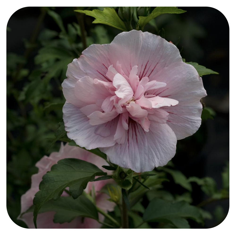 Rose of Sharon 'Pink Chiffon' by Proven Winners