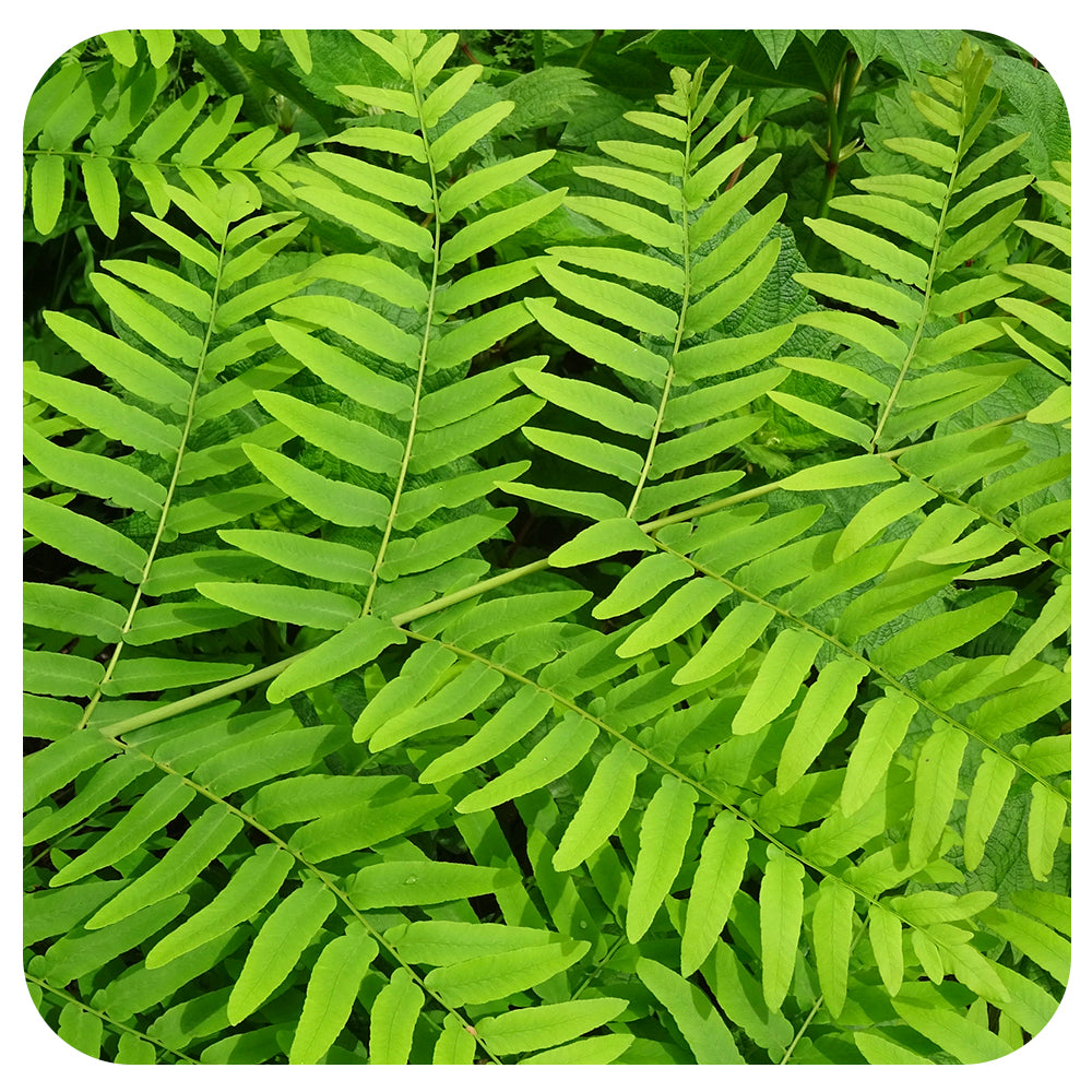 Royal Fern osmunda regalis (NATIVE PERENNIAL)