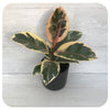 Ficus elastica 'Tineke' (Rubber Plant)