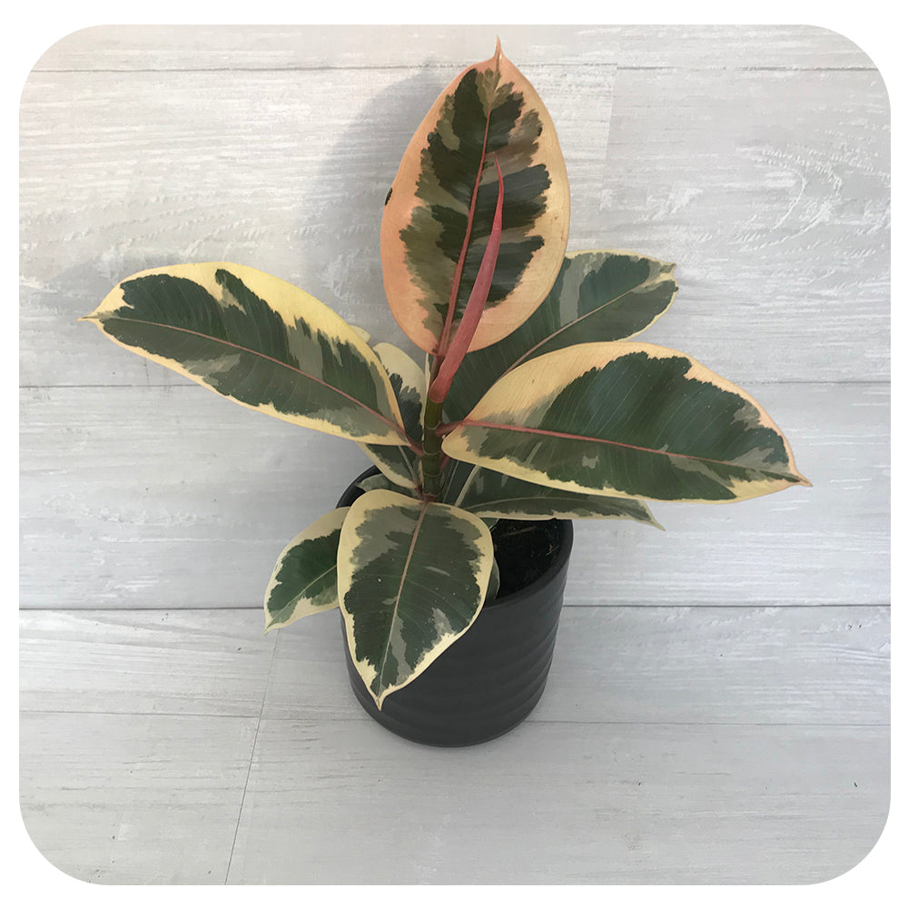 Ficus elastica 'Tineke' (Rubber Plant)