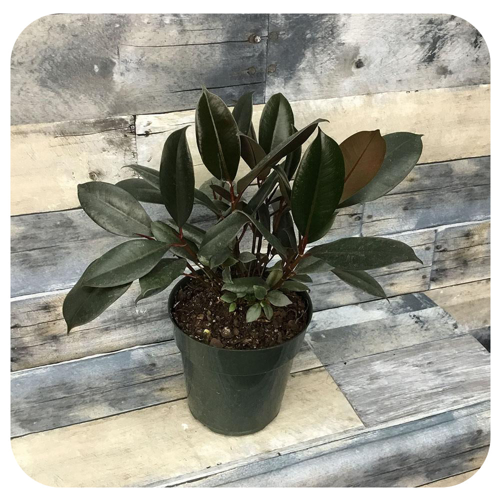 Rubber Plant - Burgundy (Ficus Elastica)