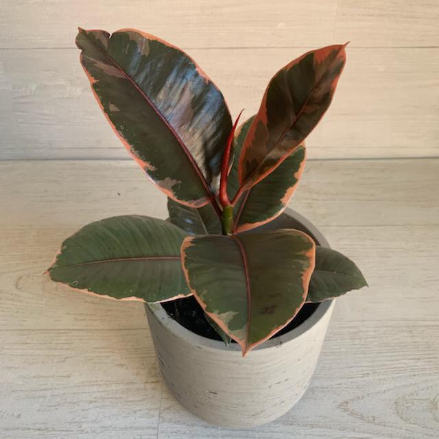 Rubber Plant "Ruby" (Ficus Elastica)