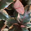 Rubber Plant "Ruby" (Ficus Elastica)