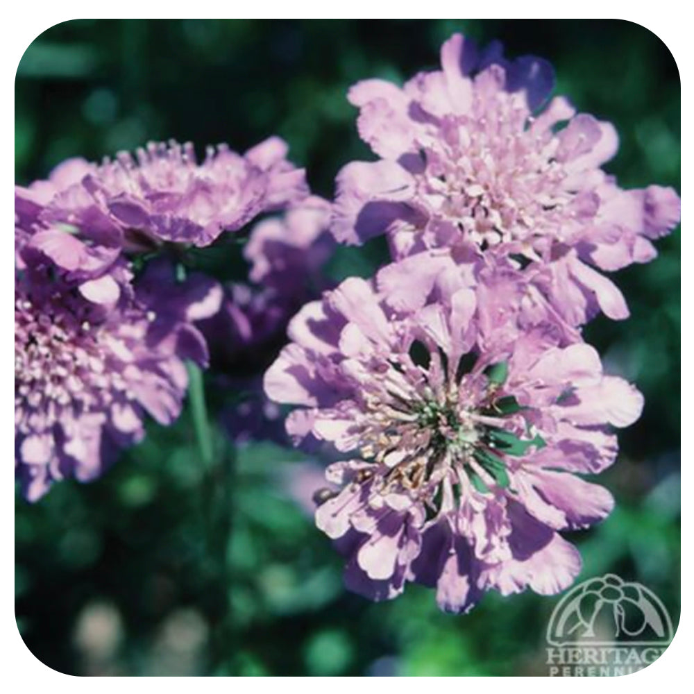 Scabiosa Butterfly Blue (Dwarf Pincushion Flower)