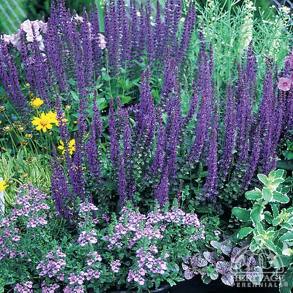 Salvia sylvestris 'May Night' (Perennial Sage)