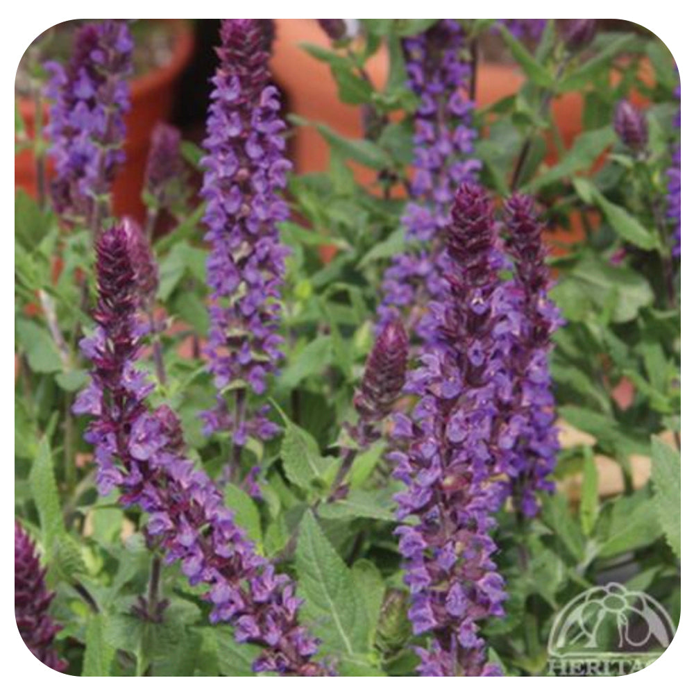 Dwarf Perennial Sage 'New Dimension Blue' (Salvia nemorosa)