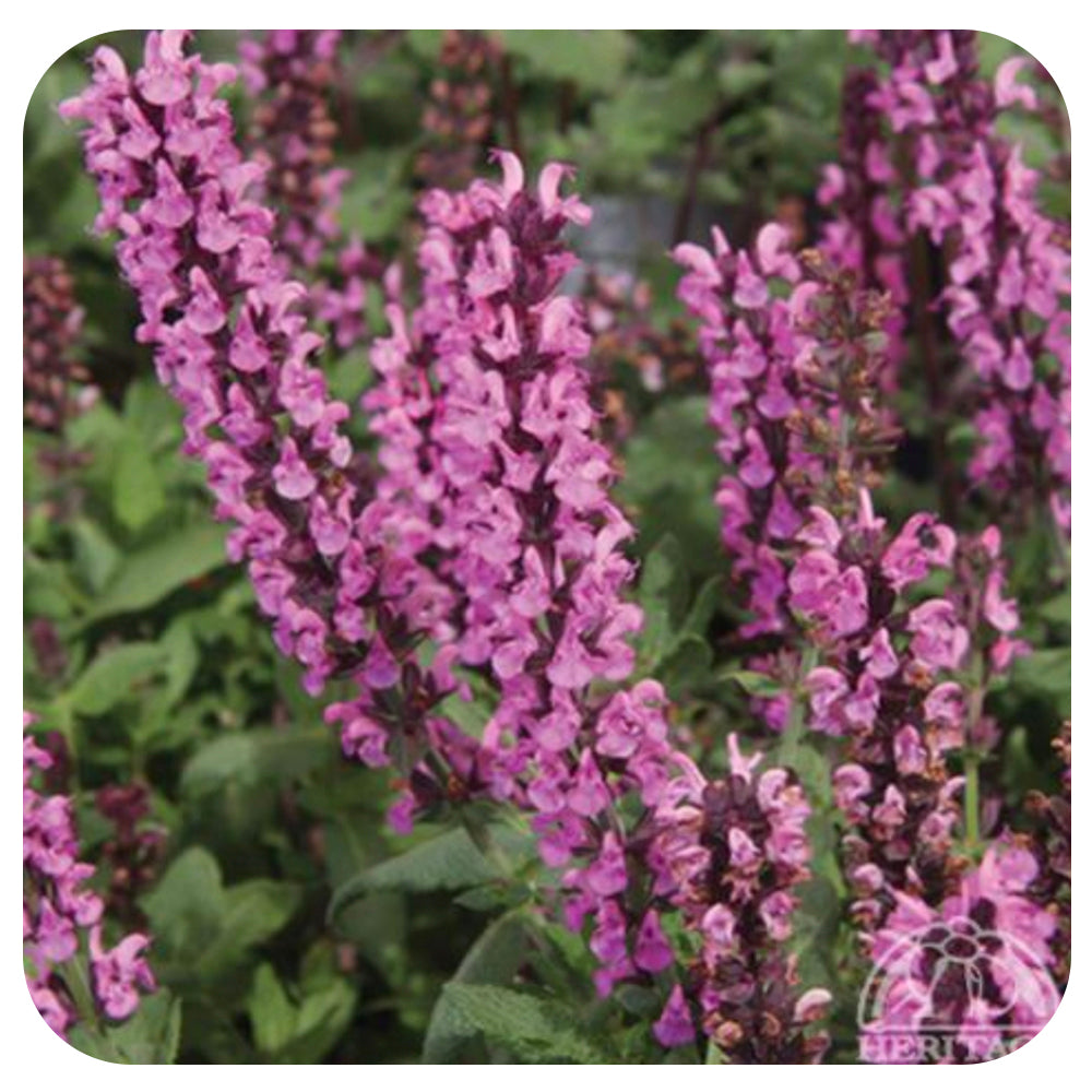 Dwarf Perennial Sage 'New Dimension Rose' (Salvia nemorosa)