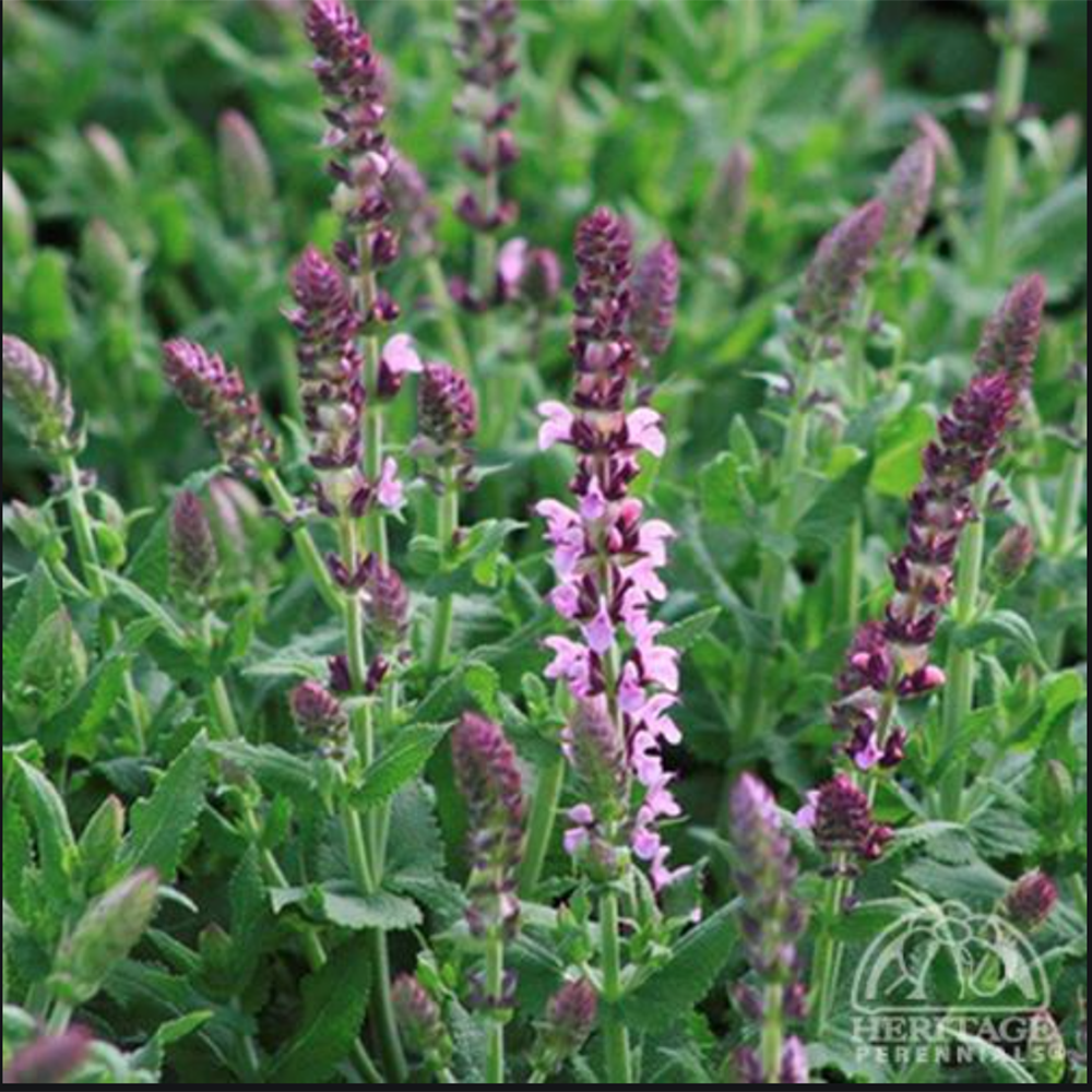 Salvia 'Sallyrosa Jumbo Pink' (Salvia nemorosa)