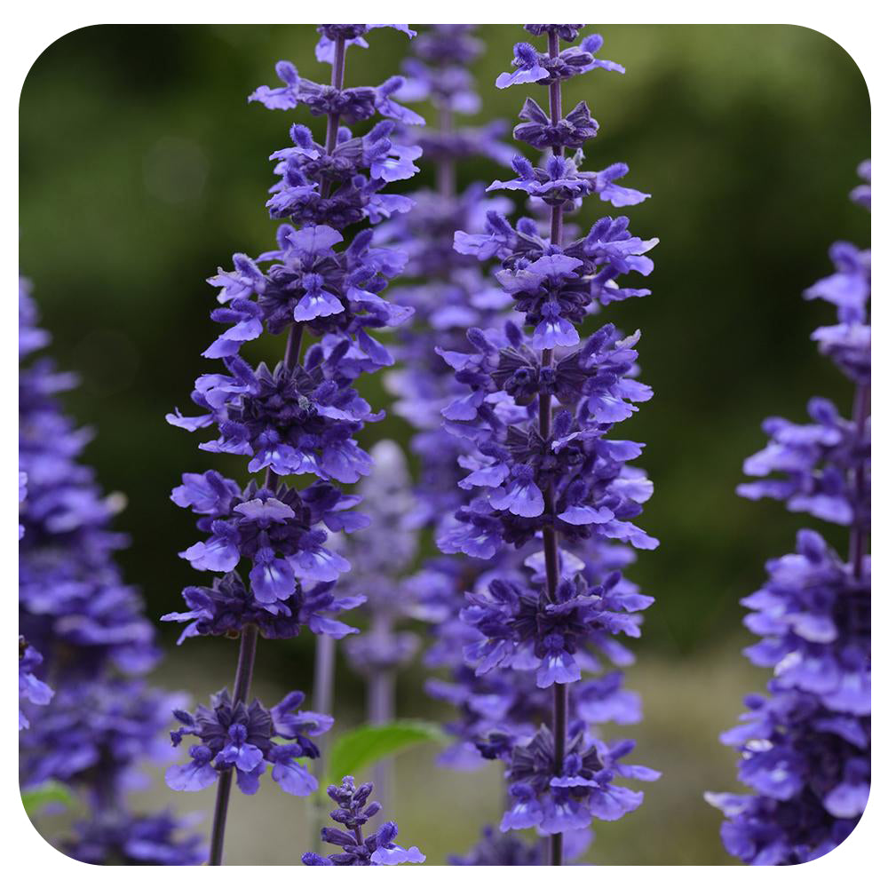 Salvia (Annual Variety)
