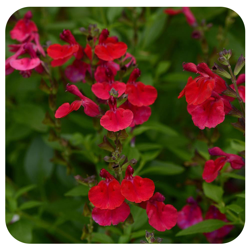 Salvia (Annual Variety)