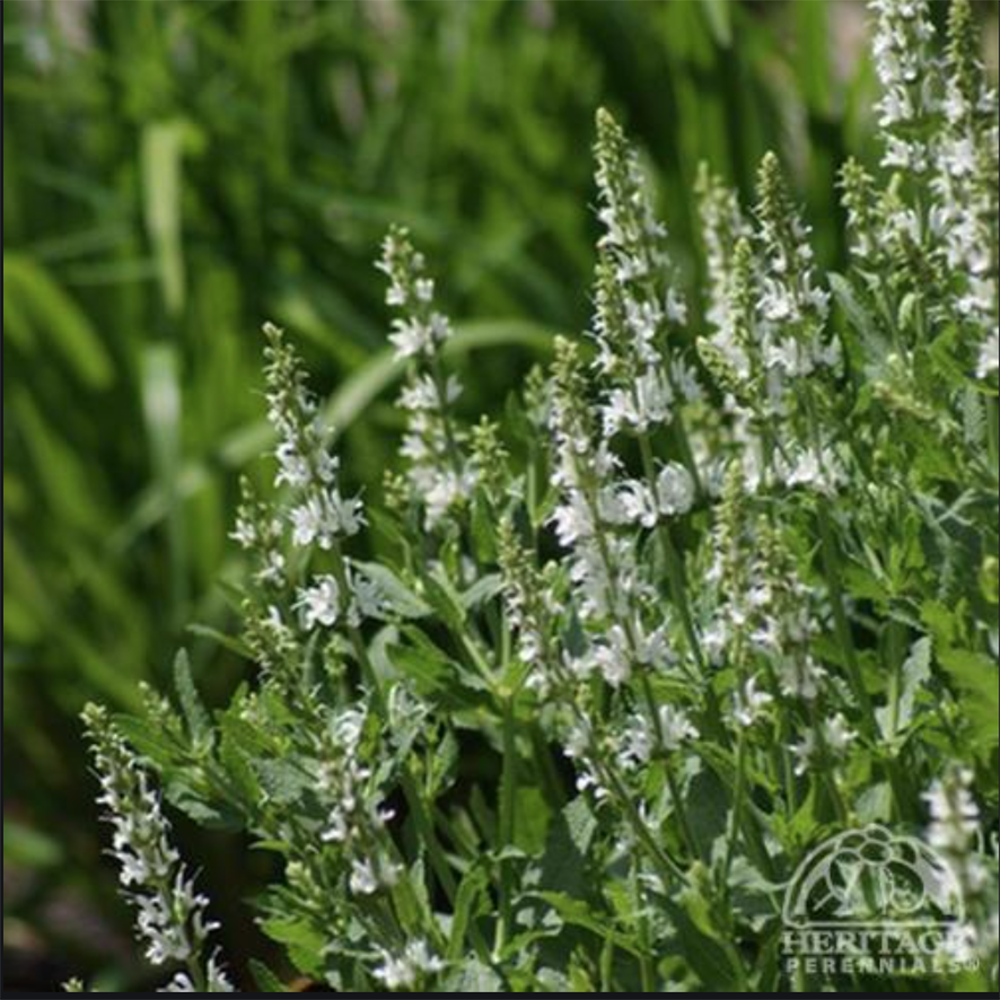Salvia nemorosa ‘Sensation White’ (Perennial Sage)
