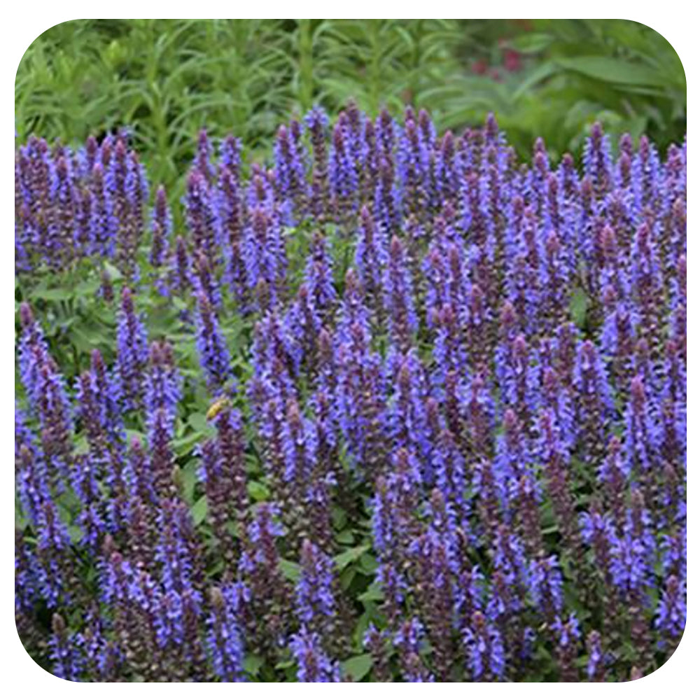 Perennial Sage 'Sensation Sky Blue' (Salvia nemorosa)