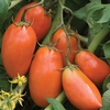 San Marzano Tomato