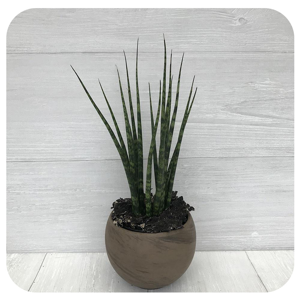 Snake Plant ‘Fernwood’ (Sansevieria)