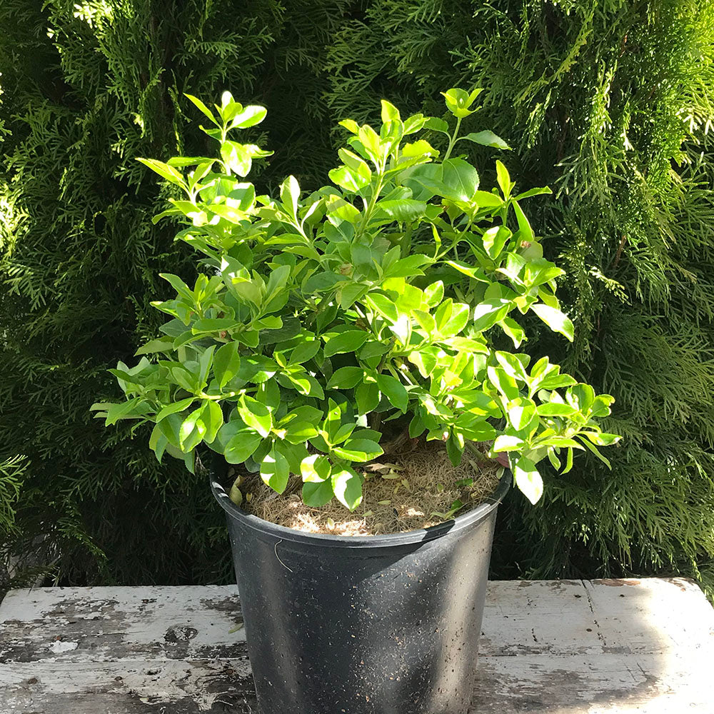 Euonymus ‘Sarcoxie’