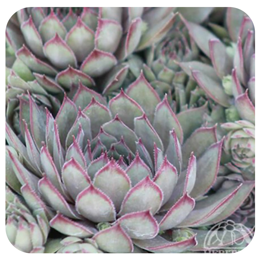 Hens and Chicks  'Saturn' (Sempervivum)