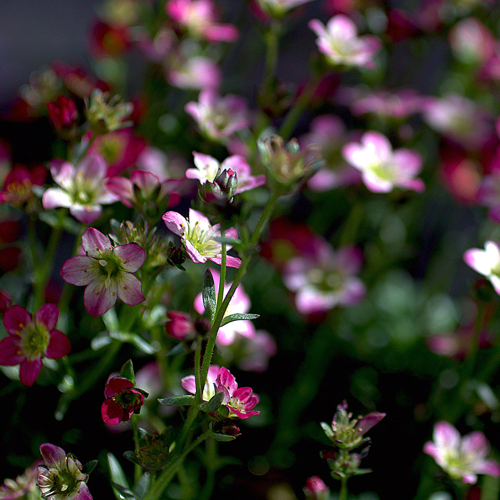 Saxifraga arendsii rose