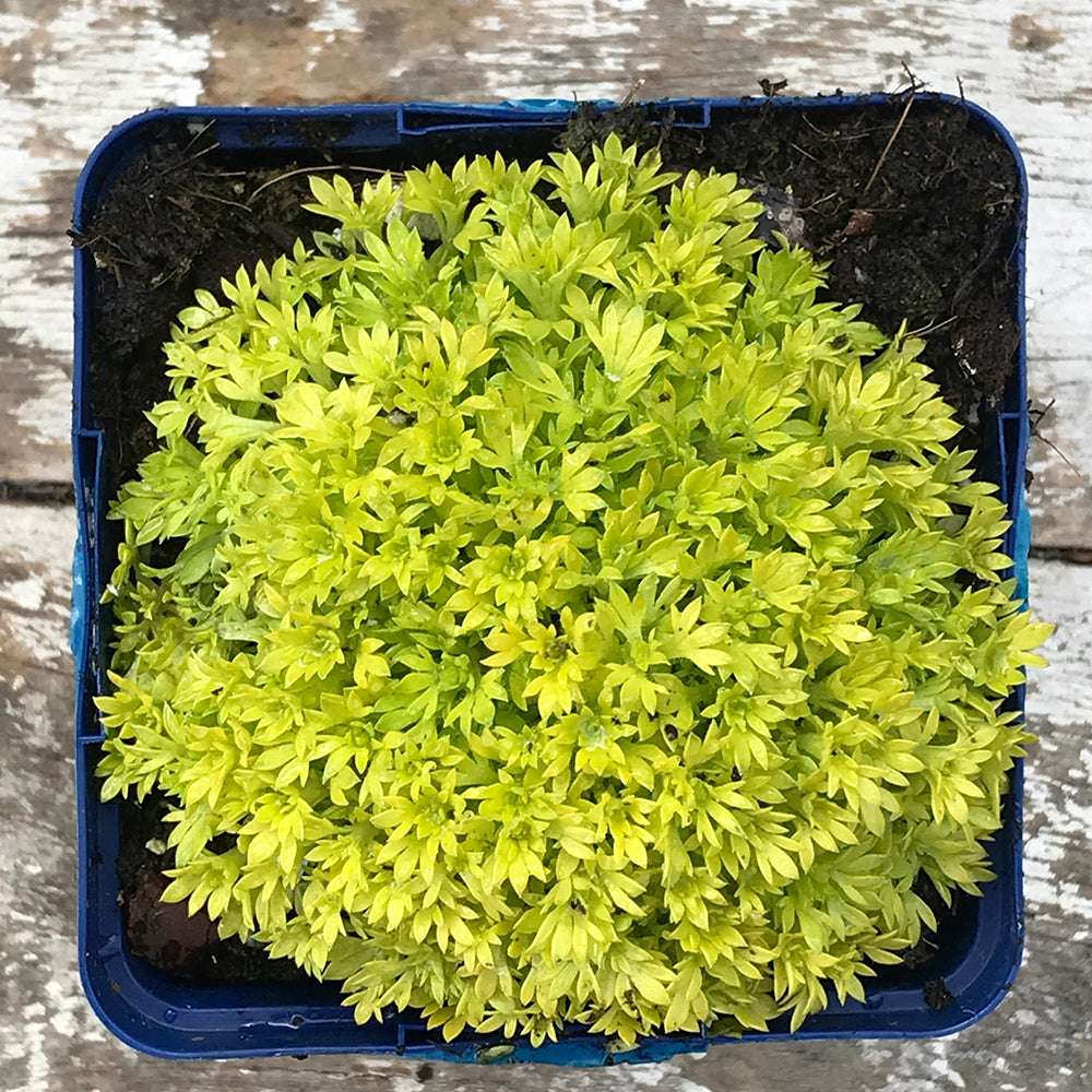 Saxifraga ‘Cloth of Gold’ (Mossy Saxifrage)