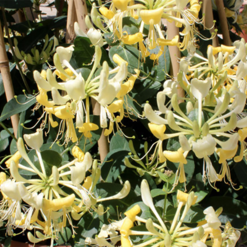 Scentsation Honeysuckle (Lonicera periclymenum)