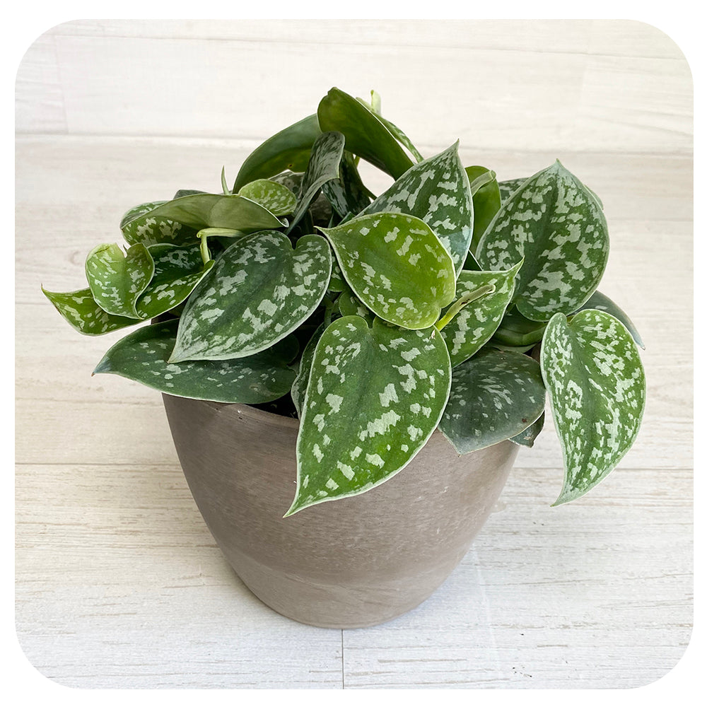 Scindapsus Silver Satin