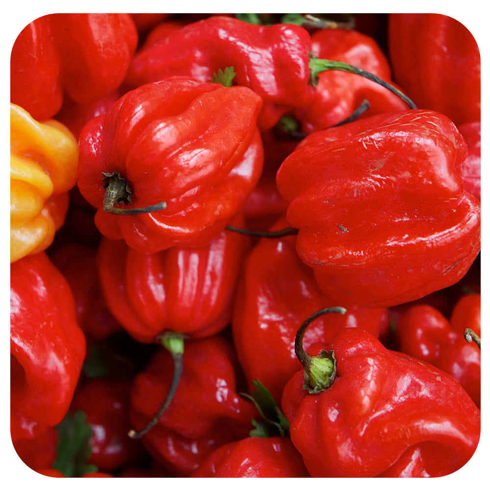 Scotch Bonnet Hot Pepper (Vicki's Veggies Organic)