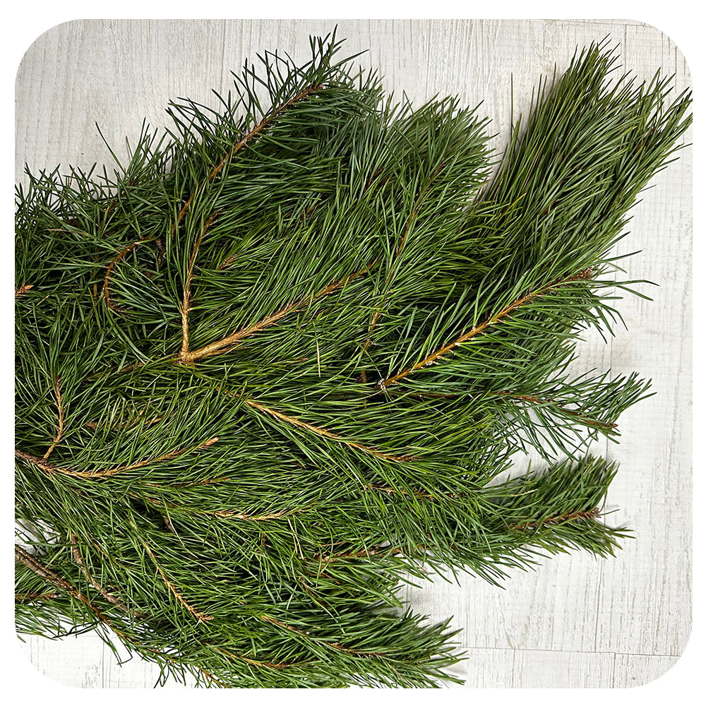 Scotch Pine Boughs