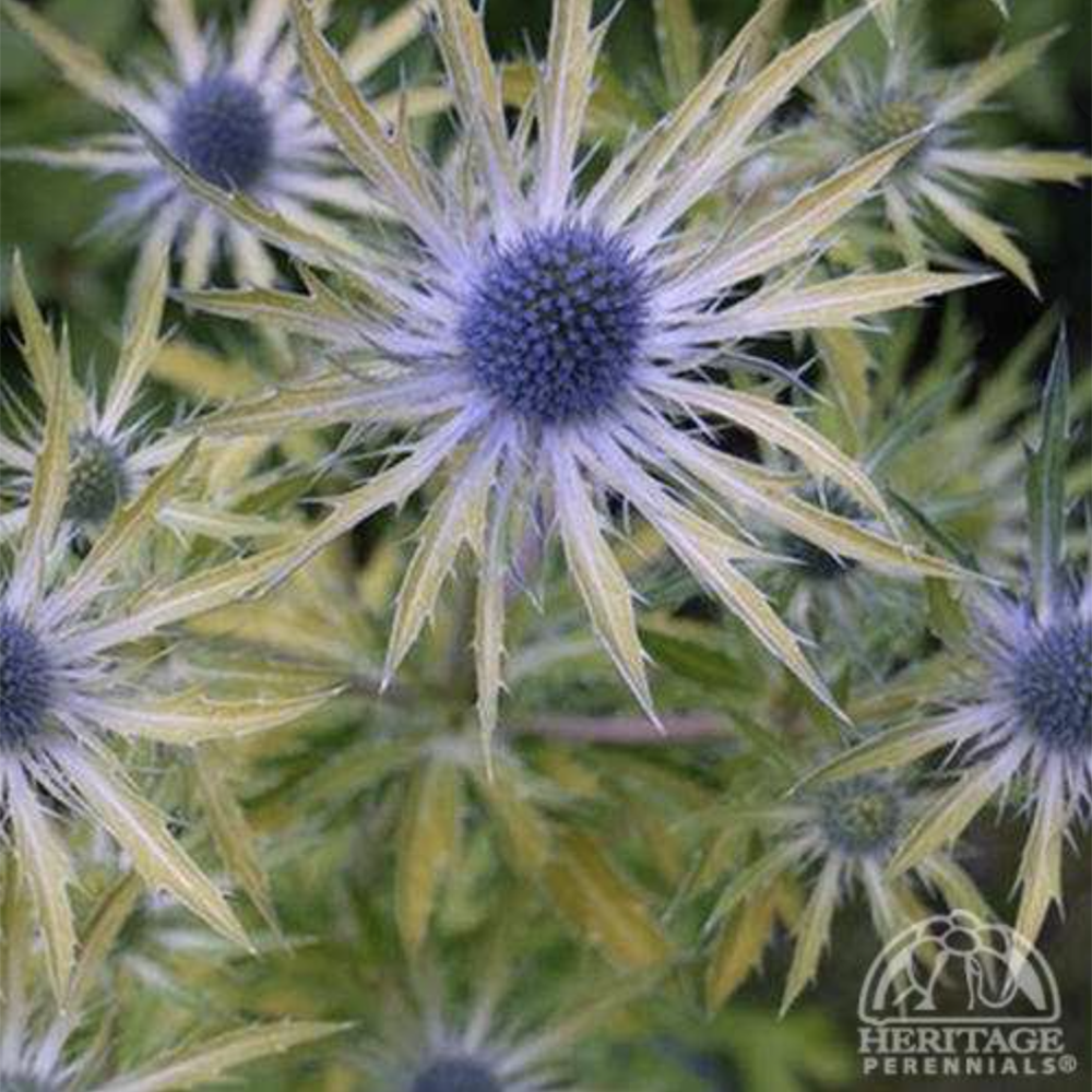 Sea Holly ‘Big Blue’ (Eryngium zabelii)