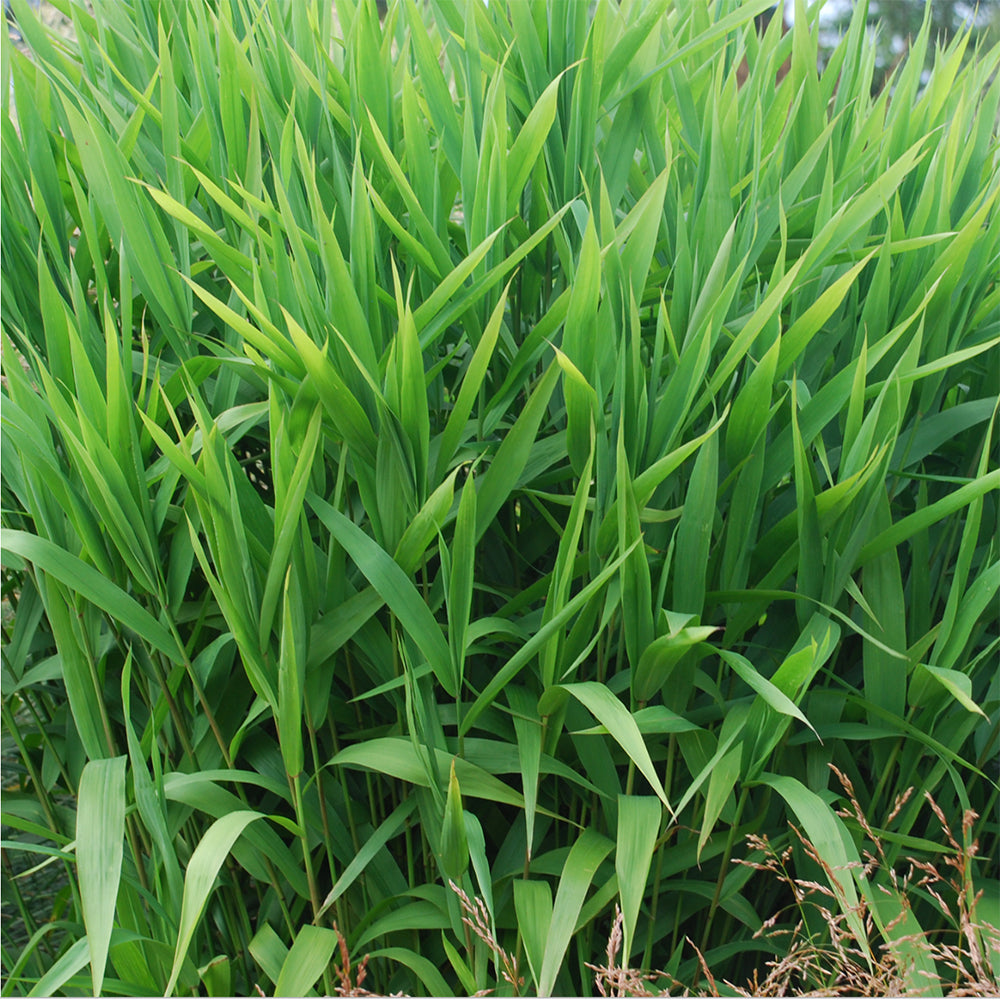 Northern Sea Oats (Chasmanthium Latifolium)