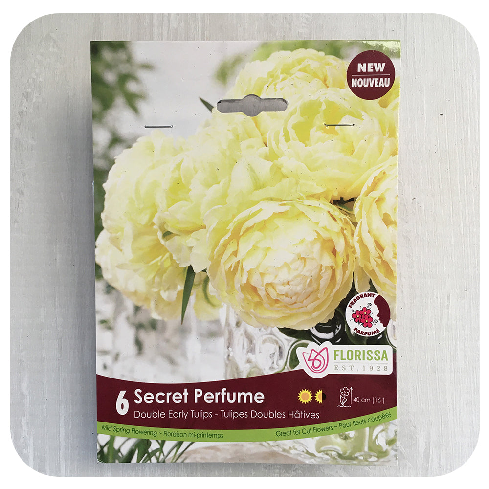 Tulip 'Secret Perfume'