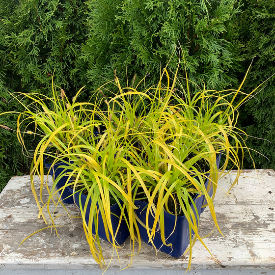 Sedge - Carex oshimensis EverColor ‘Everillo’